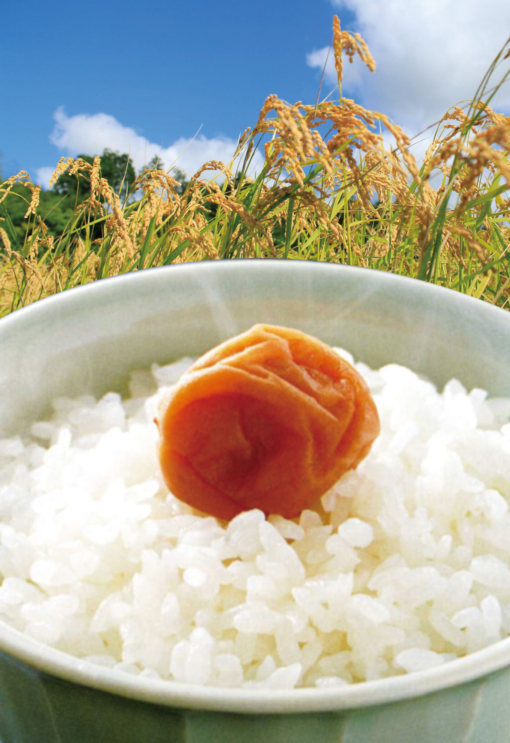 農薬不使用のお米　コシヒカリ★完売★