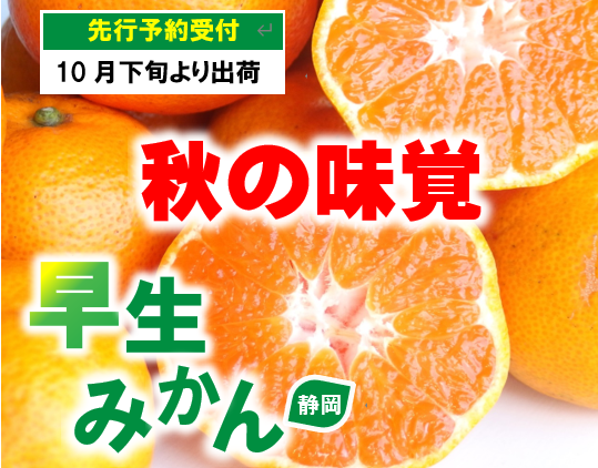 早生みかん  【10月下旬頃発送】